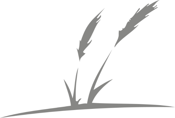 Foxtail-Grass Stuido